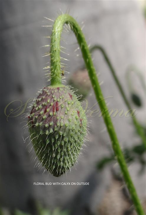  Floral Bud
